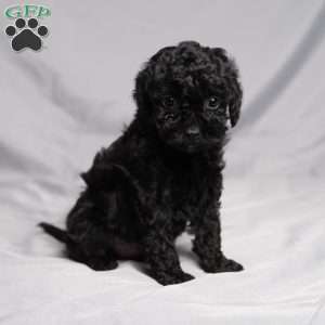 Denise, Cavapoo Puppy